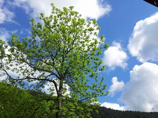 Appartamento per vacanze Traben-Trarbach Ambiente 22