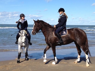 Holiday apartment Oostkapelle Environment 16