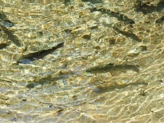 Appartamento per vacanze Kiens Registrazione all'aperto 13