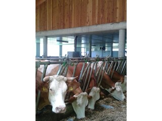 Appartamento per vacanze Kiens Registrazione all'aperto 18