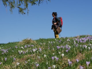 Krokusblüte am Hündle