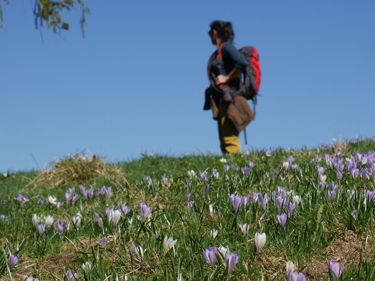 Krokusblüte am Hündle