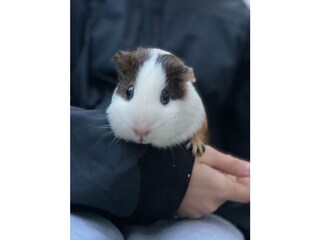 Wir haben Meerschweinchen, Hasen....