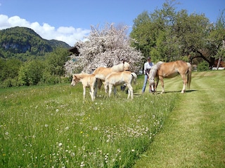 Unsere Fohlen im Frühling