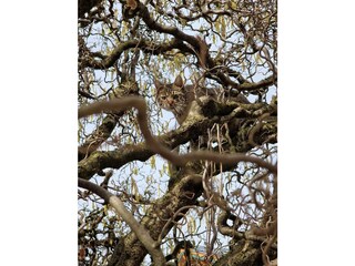 Romi der Schlangenbeschwörer