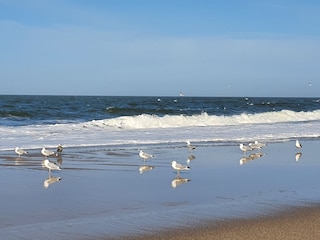 .... die Nordsee mit typischen Bewohnern