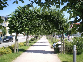 Strandstraße  "grüner Tunnel"