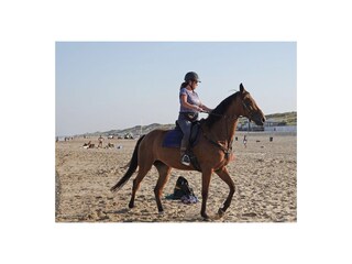Vakantieappartement Egmond aan Zee Omgeving 19