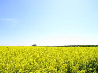 Appartamento per vacanze Sorgenlos Ambiente 18