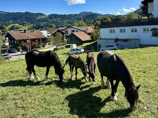 Saisonale Nachbarn im Schimmelreiterweg