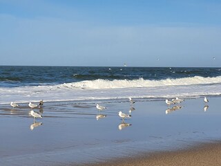 ..... die Nordsee mit typischen Bewohnern