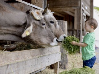 Kühe füttern