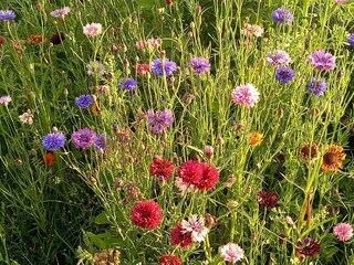 Casa de vacaciones Hilvarenbeek  23