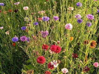 Vakantiehuis Hilvarenbeek  24