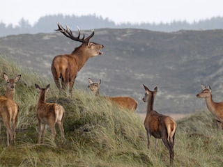 Ferienhaus Vorupør Umgebung 20