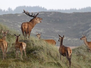 Maison de vacances Vorupør Environnement 20