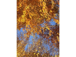 Herbstlaub im Chiemgau