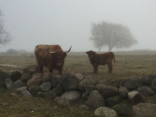 Ferienwohnung Hohwacht Umgebung 17