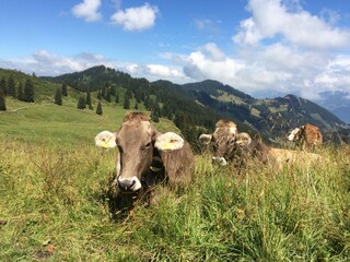 Allgäuer Braunvieh treffen Sie an den Wanderwegen