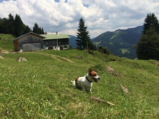 Familienmitglied TOM auf unserer Alpe Klösterle