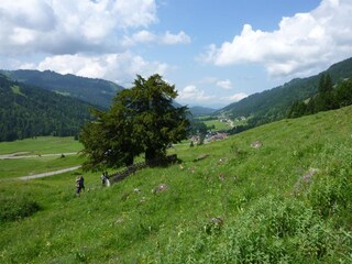 Die älterste Eibe in d BRD nur 15 Min entfernt