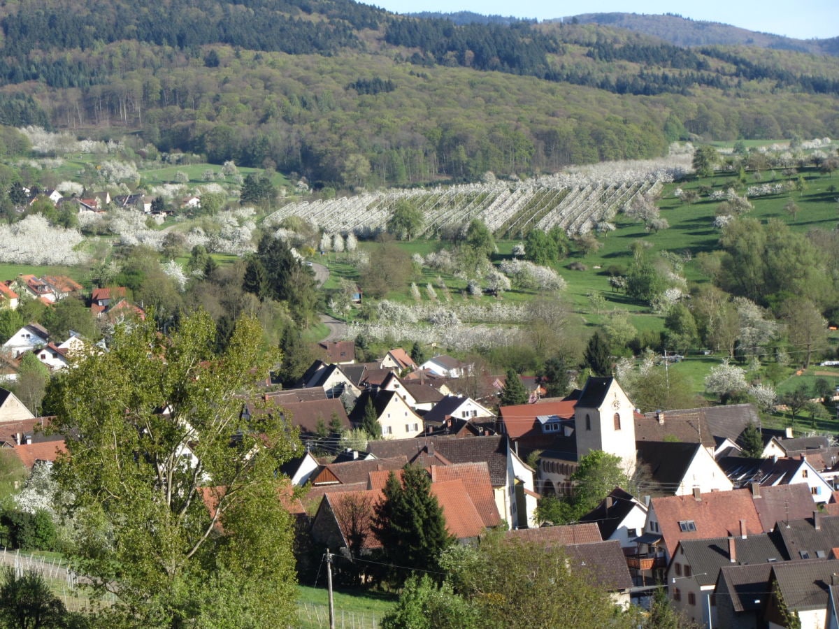 Blühendes Feldberg