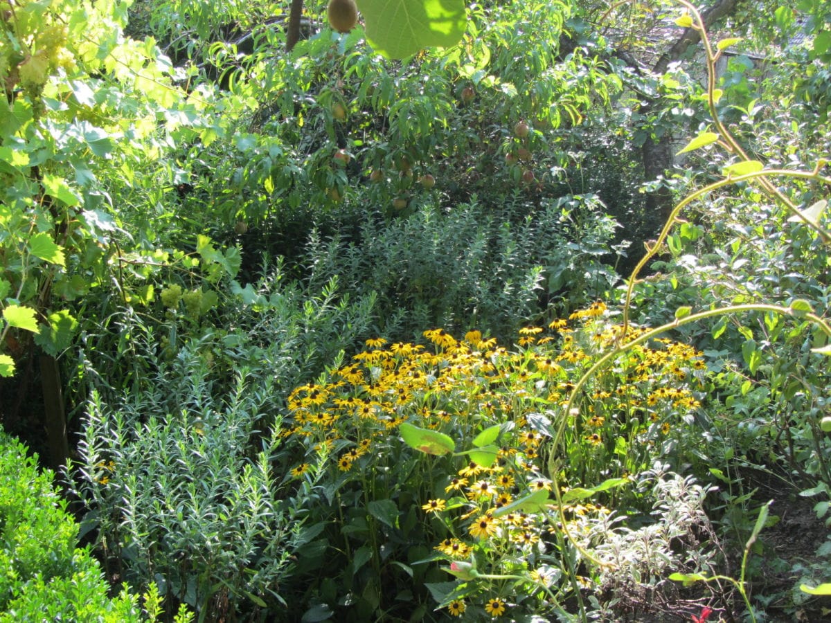 Der Bauerngarten, klein und wild