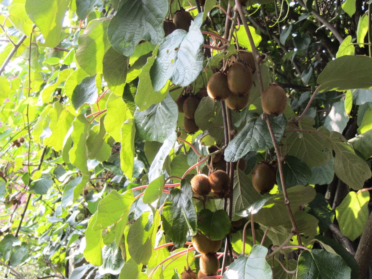 Die Kiwi am Ferienhaus