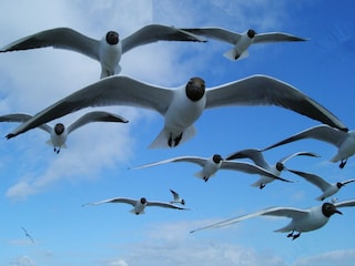 Zingst-Impressionen