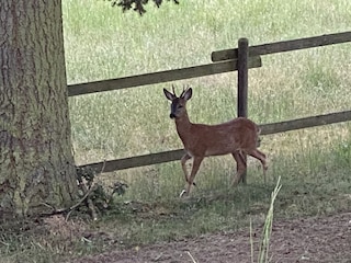 Wildlife im Garten