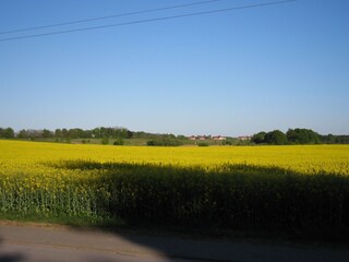 Rapsfeld