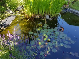 Gartenteich