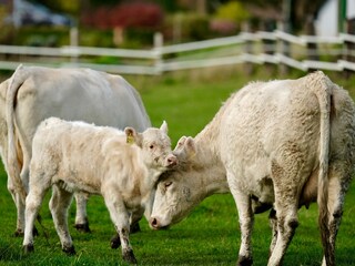 Appartamento per vacanze Kirchwerder Ambiente 22