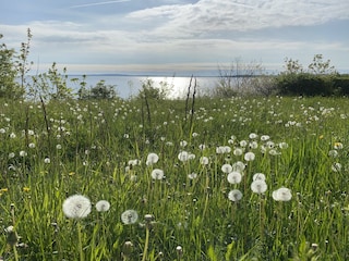 Blick auf die Ostsee beim Spaziergang am Hohen Ufer