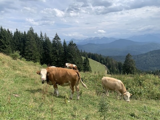 Wandern auf dem Brauneck