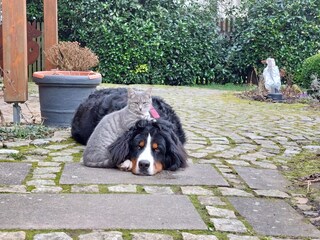 Lilly und Holly - die Hoftiere