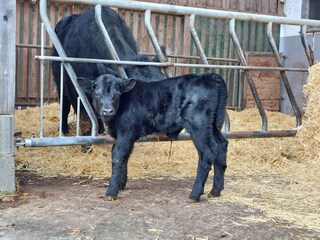 Kleine Kälbchen im Frühjahr