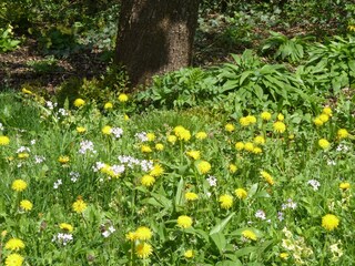 Kräuter im Garten Bärlauch, Löwenzahn...