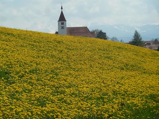 Löwenzahnblüte im Allgäu