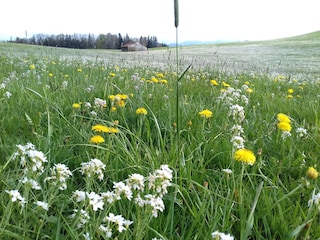 Blumenwiese