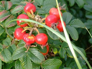 Villa Bergen aan Zee Ambiente 27