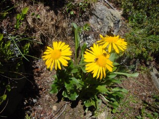 Appartamento per vacanze Matrei in Osttirol Ambiente 21