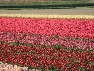 Appartamento Callantsoog Ambiente 16