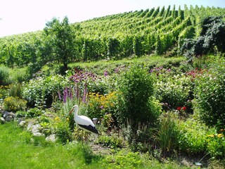 Unser Garten