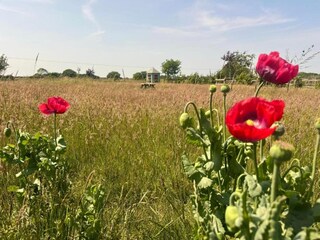 Vakantiehuis Norwich Omgeving 40