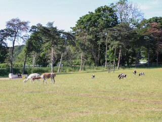 Ferienhaus Norwich Umgebung 17