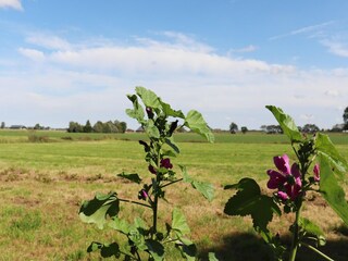 Apartment Menaldum Außenaufnahme 3