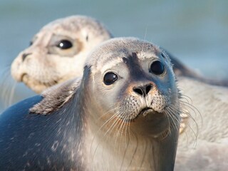 Parque de vacaciones Vlagtwedde Entorno 15