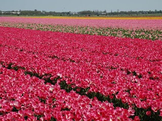 Appartamento per vacanze Petten Ambiente 21