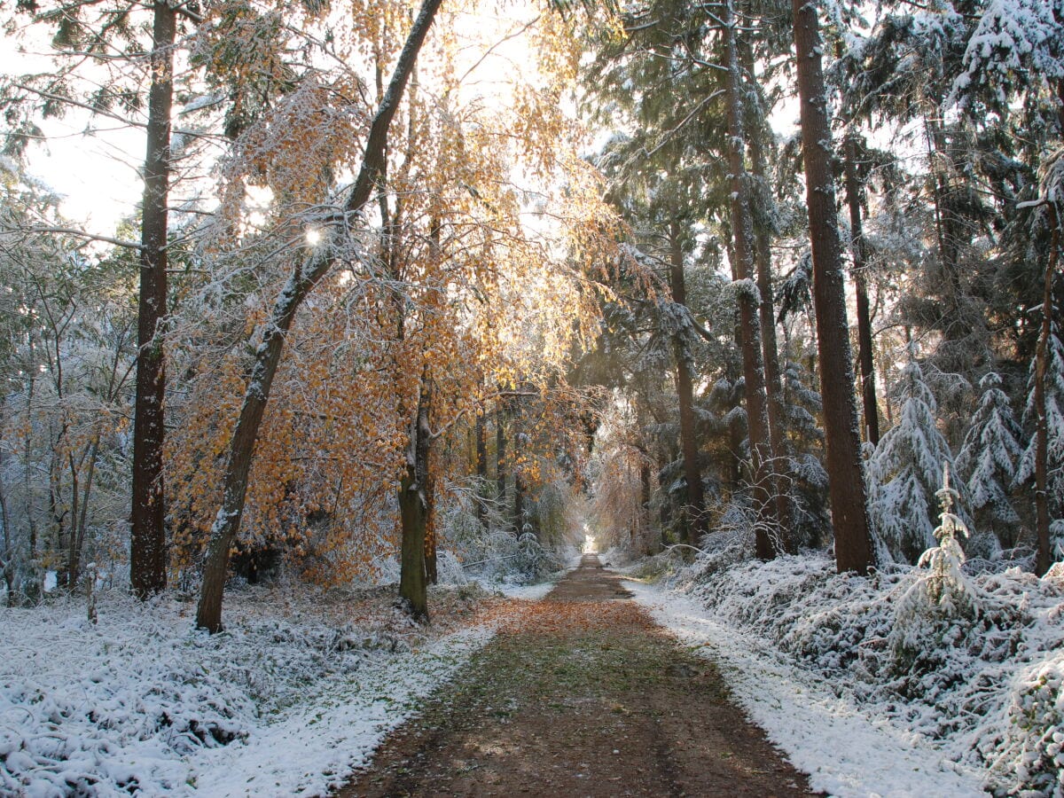 der Wald im Schnee